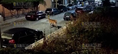 Олень в Царево