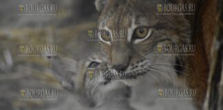 В зоопарке в Софии появилось пополнение у Евразийской рыси