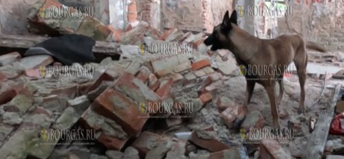 болгарские собаки спасатели