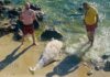Море выбросило труп дельфина возле Святого Власа
