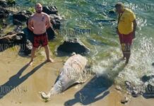 Море выбросило труп дельфина возле Святого Власа