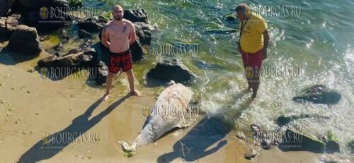 Море выбросило труп дельфина возле Святого Власа