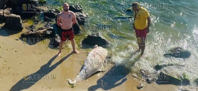 Море выбросило труп дельфина возле Святого Власа