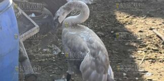 Полицейские в Болгарии спасли молодого лебедя