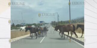 Табун лошадей на КАД в Софии