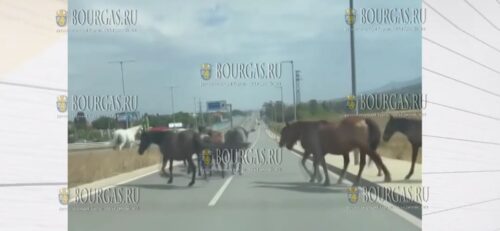Табун лошадей на КАД в Софии