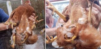 В Болгарии обнаружили курицу с четырьмя ногами