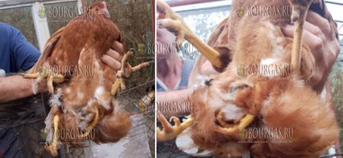 В Болгарии обнаружили курицу с четырьмя ногами