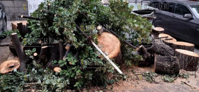 В центре Софии упало огромное дерево