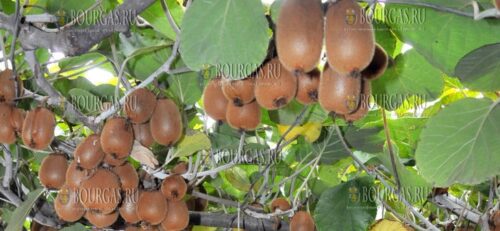 Экзотический фрукт киви в Родопах