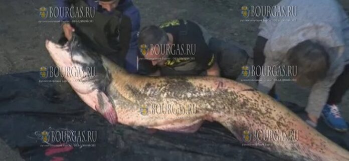 На озере Дяково в Болгарии поймали сома-гиганта