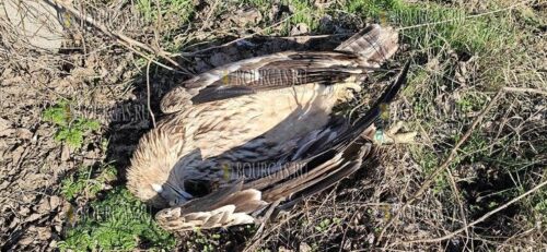 От удара электрическим током в Болгарии погиб орел могильник