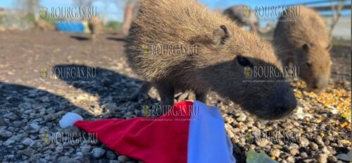 Животные в зоопарке Бургаса получили подарки на Рождество