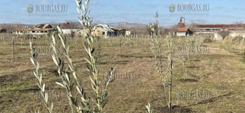 Первая оливковая роща в Болгарии на побережье Черного моря