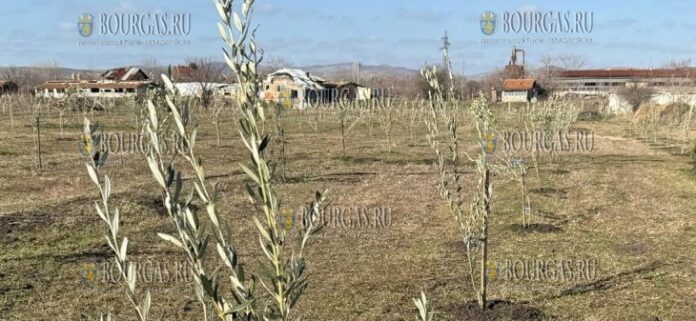 Первая оливковая роща в Болгарии на побережье Черного моря