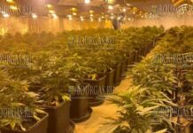 под Варной обнаружили высокотехнологичную теплицу по производству наркотиков