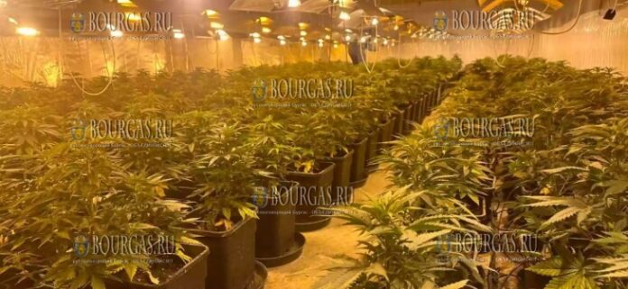под Варной обнаружили высокотехнологичную теплицу по производству наркотиков