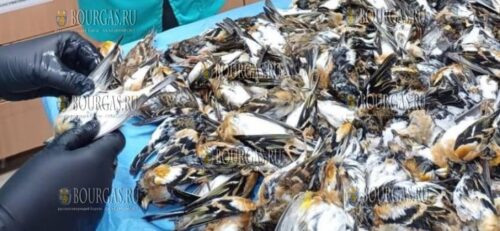 в Софийской области Болгарии погибли более 600 птиц