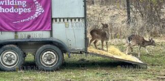 Зоопарк Варны переселил 10 оленей в Восточные Родопы