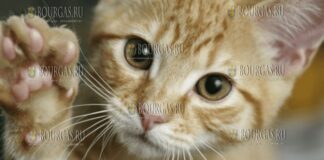 Кошка спасла ребенка на пожаре в Болгарии