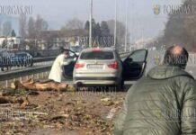 В Софии дерево упало на автомобиль во время движения