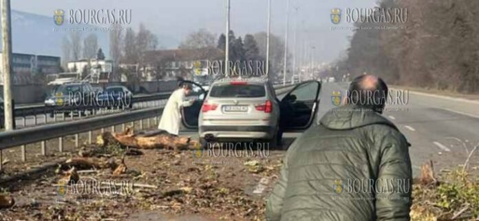 В Софии дерево упало на автомобиль во время движения