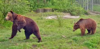 Медведи в зоопарке Добрича