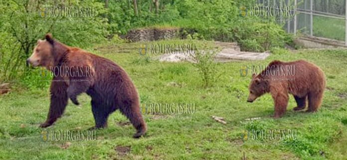Медведи в зоопарке Добрича