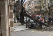 на машину в Варне упало дерево