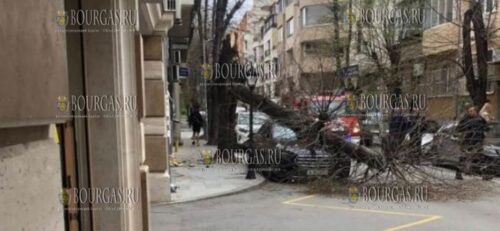 на машину в Варне упало дерево