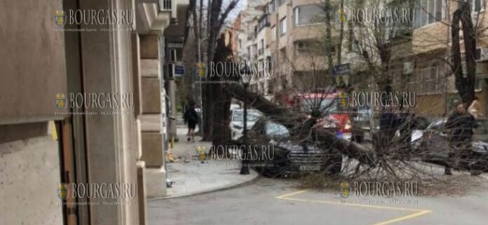 на машину в Варне упало дерево