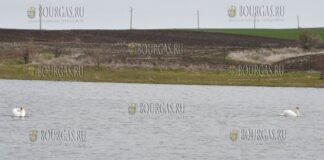 пара белых лебедей появилась на озере близ Хасково
