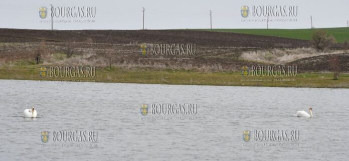 пара белых лебедей появилась на озере близ Хасково
