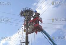В Болгарии разместили платформы для гнезд аистов на опорах линий электропередач