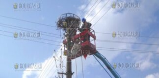 В Болгарии разместили платформы для гнезд аистов на опорах линий электропередач