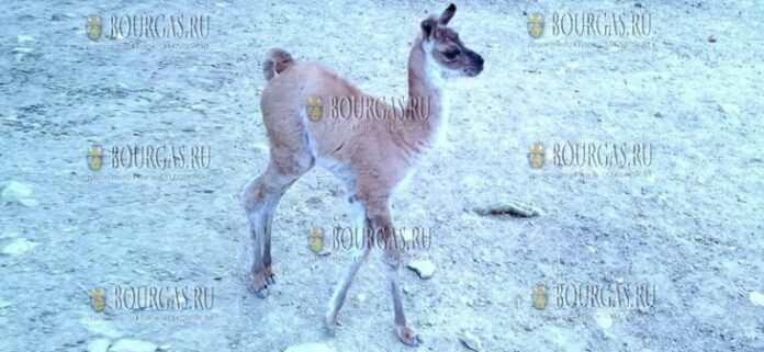 В зоопарке Стара Загора появился детеныш ламы