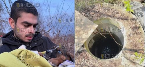 Мужчина в Болгарии спас бездомную собаку
