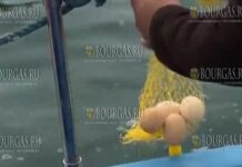 Перед Пасхой в Царево красят яйца в море