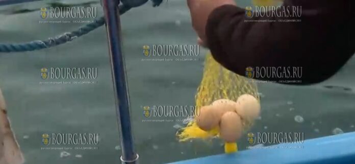 Перед Пасхой в Царево красят яйца в море