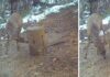 в Болгарии заметили необычную косулю