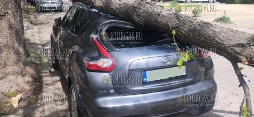 в Софии упало дерево и серьезно повредило автомобиль