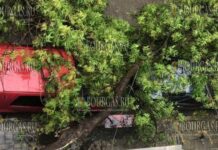 в Софийском ЖК Свобода упало дерево и раздавило авто