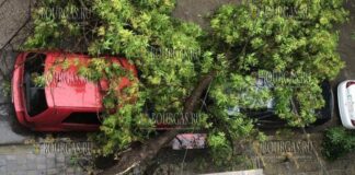в Софийском ЖК Свобода упало дерево и раздавило авто