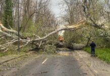 возле Гребного центра в Пловдиве упало старое дерево