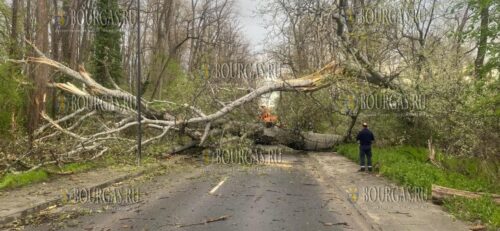 возле Гребного центра в Пловдиве упало старое дерево