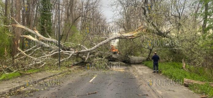 возле Гребного центра в Пловдиве упало старое дерево