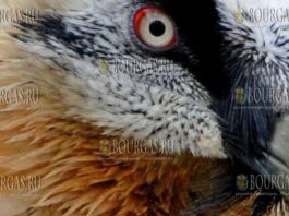 бородачи-стервятники были выпущены на волю в Болгарии