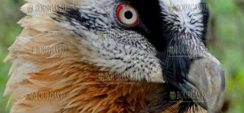 бородачи-стервятники были выпущены на волю в Болгарии