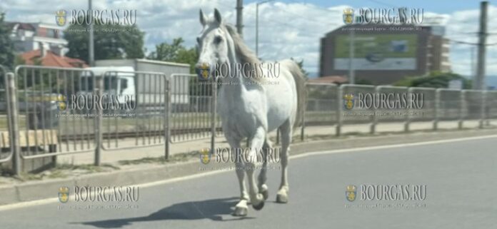 Лошадь была замечена бегущей по улицам Софии