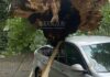 огромное гнилое дерево упало на автомобиль в Русе